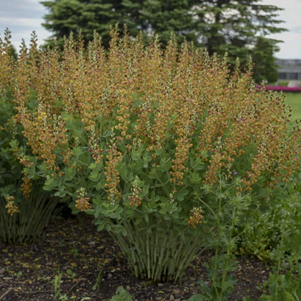 Decadence® 'Cherries Jubilee' False Indigo 7 Decadence® 'Cherries Jubilee' False Indigo - Image 5