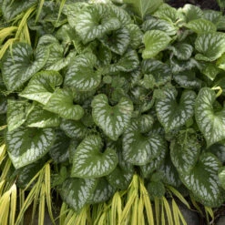 'Emerald Mist' Siberian Bugloss 11 'Emerald Mist' Siberian Bugloss -Garden Plants Store 699 Emerald Mist Siberian Bugloss 1