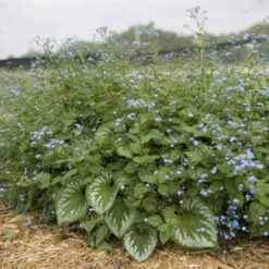 'Emerald Mist' Siberian Bugloss 9 'Emerald Mist' Siberian Bugloss -Garden Plants Store 699 Emerald Mist Siberian Bugloss 4