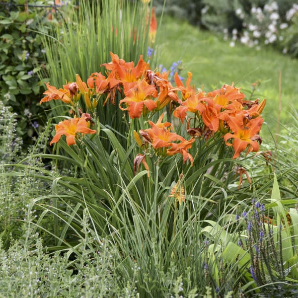 Rainbow Rhythm® 'Primal Scream' Daylily 5 Rainbow Rhythm® 'Primal Scream' Daylily - Image 3