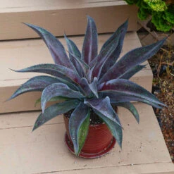 Mad About Mangave® 'Mission To Mars' Mangave -Garden Plants Store 6a6cda7c97208e48f864a4bbe5b7b04e