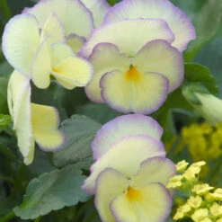'Etain' Perennial Violet 11 'Etain' Perennial Violet -Garden Plants Store 6b67be5d94bb9386e4dd3607ac306b8c