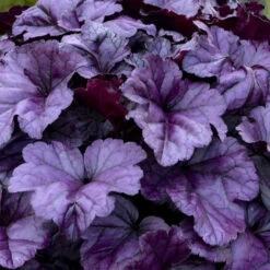 Dolce® 'Wildberry' Coral Bells -Garden Plants Store 6ba28e8aa1412fb50d7cd302fba8207e