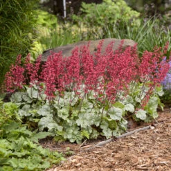 Dolce® 'Spearmint' Coral Bells -Garden Plants Store 6fd96cbc9202b8d92e765d646a4941aa