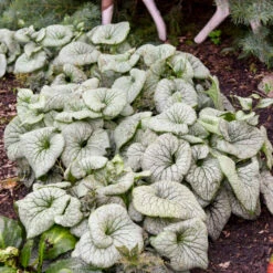 'Sterling Silver' Siberian Bugloss 10 'Sterling Silver' Siberian Bugloss -Garden Plants Store 700 Sterling Silver Siberian Bugloss 1