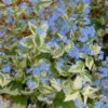 'Variegata' Siberian Bugloss -Garden Plants Store 701 Variegata Siberian Bugloss 1