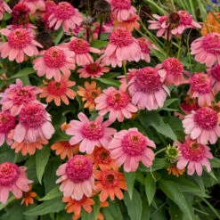 Double Dipped™ 'Rainbow Sherbet' Coneflower -Garden Plants Store 706 Double Dipped Rainbow Sherbet Coneflower 2