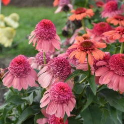 Double Dipped™ 'Rainbow Sherbet' Coneflower -Garden Plants Store 706 Double Dipped Rainbow Sherbet Coneflower 3