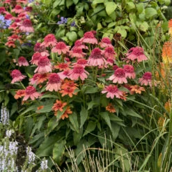 Double Dipped™ 'Rainbow Sherbet' Coneflower -Garden Plants Store 706 Double Dipped Rainbow Sherbet Coneflower 4