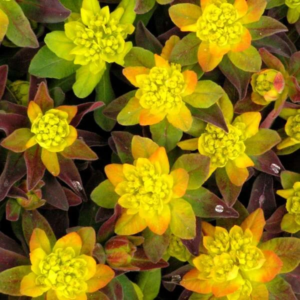 'Bonfire' Spurge 4 'Bonfire' Spurge - Image 2