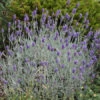 'Silver Mist' Lavender -Garden Plants Store 713 Silver Mist Lavender 1