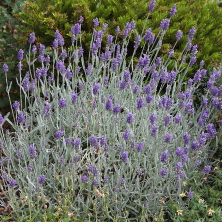 'Silver Mist' Lavender 3 'Silver Mist' Lavender
