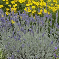 'Silver Mist' Lavender 7 'Silver Mist' Lavender -Garden Plants Store 713 Silver Mist Lavender 3