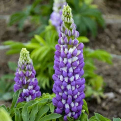 Mini Galleryâ„¢ Blue Bicolor Lupine