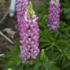Mini Gallery™ Pink Bicolor Lupine -Garden Plants Store 715 Mini Gallery Pink Bicolor Lupine