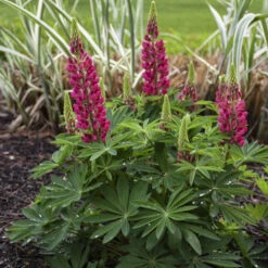 Mini Gallery™ Red Lupine -Garden Plants Store 716 Mini Gallery Red Lupine 1