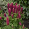 Mini Gallery™ Red Lupine -Garden Plants Store 716 Mini Gallery Red Lupine 2