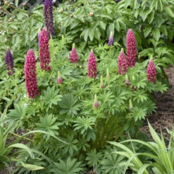 Mini Gallery™ Red Lupine -Garden Plants Store 716 Mini Gallery Red Lupine 4