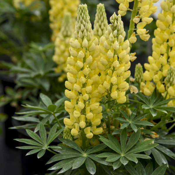 Mini Gallery™ Yellow Lupine 3 Mini Gallery™ Yellow Lupine