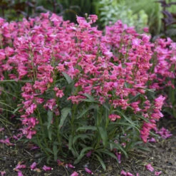 Bejeweled™ 'Pink Pearls' Beardtongue -Garden Plants Store 7206b84fdb86834eddf508c792f96850