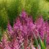 'Maggie Daley' Astilbe 2 'Maggie Daley' Astilbe -Garden Plants Store 731 Maggie Daley Astilbe