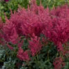 'Montgomery' Astilbe -Garden Plants Store 732 Montegomery Astilbe 1