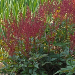 'Montgomery' Astilbe 5 'Montgomery' Astilbe -Garden Plants Store 732 Montegomery Astilbe 2
