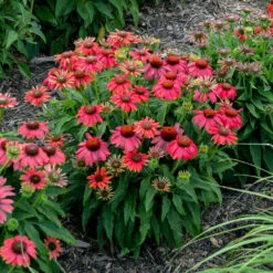 Summersong™ Firefinch™ Coneflower 9 Summersong™ Firefinch™ Coneflower -Garden Plants Store 733 Summersong Firefinch Coneflower 1