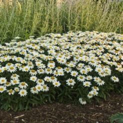 'Snowcap' Shasta Daisy -Garden Plants Store 73ee4f39b48567d63de16cd62b8a9f10