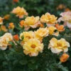 Suñorita® Rose -Garden Plants Store 747 3062 popup