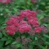 Double Play® Red Spirea 2 Double Play® Red Spirea -Garden Plants Store 781 3320 popup sw
