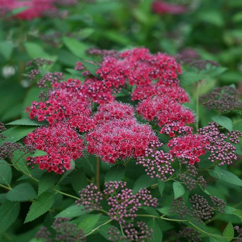 Double Play® Red Spirea 3 Double Play® Red Spirea