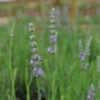 Provence French Lavender 2 Provence French Lavender -Garden Plants Store 781 lavandula provence 2