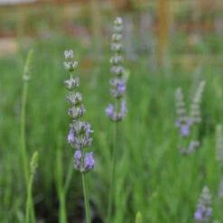 Provence French Lavender