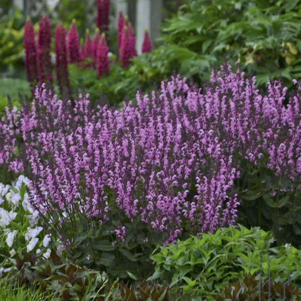 Color Spires® 'Pink Dawn' Salvia 4 Color Spires® 'Pink Dawn' Salvia - Image 2