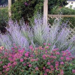 Russian Sage 13 Russian Sage -Garden Plants Store 7eb4f99bec5744fa0c6053098048f21d