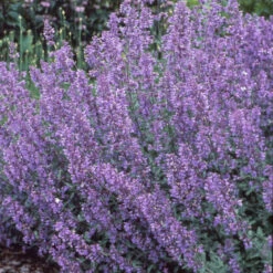 Walker's Low Catmint -Garden Plants Store 7f38d9ac0770e380fb79b256acceff3b