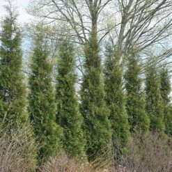 Full Speed A Hedge® 'American Pillar' Arborvitae 12 Full Speed A Hedge® 'American Pillar' Arborvitae -Garden Plants Store 800 3356 popup sw
