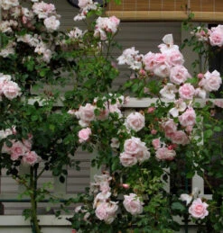 Climbing Rose Collection -Garden Plants Store 8138d7ca9c5da0d3ff4534711f9e8bf857919d33 86a1a1a23a3cba0445cbc26ace91ff1e51b18eb5 facebook