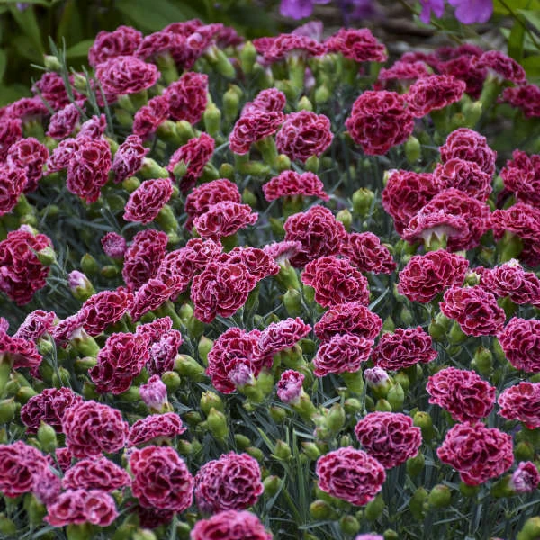Fruit Punch® 'Cherry Vanilla' Dianthus 7 Fruit Punch® 'Cherry Vanilla' Dianthus - Image 5