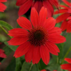 Sombrero® Salsa Red Coneflower 7 Sombrero® Salsa Red Coneflower -Garden Plants Store 83f01a0420fa49b16e7eacffe9a67ecb