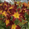Rainbow Rhythm® 'Ruby Spider' Daylily 2 Rainbow Rhythm® 'Ruby Spider' Daylily -Garden Plants Store 843232722e226db50342951df2a564a3