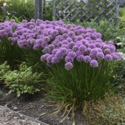 'Millenium' Allium 11 'Millenium' Allium -Garden Plants Store 84c55f6ee83f67044b932c16a12b7178
