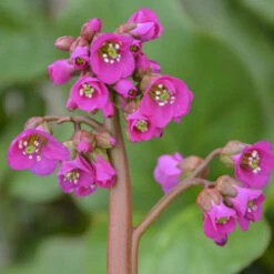 'Winterglut' Pigsqueak -Garden Plants Store 8547f607750c9dd0a436936bfb38d76f