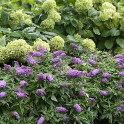 Pugster Periwinkle® Butterfly Bush 8 Pugster Periwinkle® Butterfly Bush -Garden Plants Store 855 4139 popup
