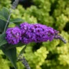 Lo & Behold® 'Purple Haze' Butterfly Bush -Garden Plants Store 856 4140 popup