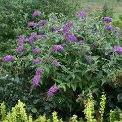 Lo & Behold® 'Purple Haze' Butterfly Bush -Garden Plants Store 856 4141 popup