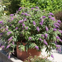 Lo & Behold® 'Purple Haze' Butterfly Bush -Garden Plants Store 856 4142 popup