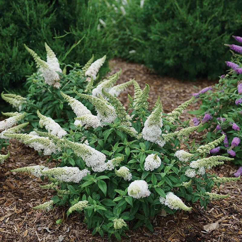 Pugster White® Butterfly Bush 3 Pugster White® Butterfly Bush