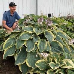 Shadowland® 'Gigantosaurus' Hosta 8 Shadowland® 'Gigantosaurus' Hosta -Garden Plants Store 858e931dfdac627605d9c3b55b7fd599